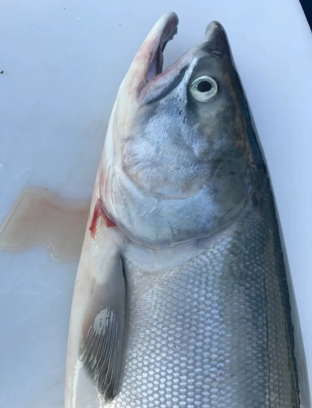 A freshly caught wild sockeye salmon
